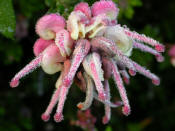 Grevillia